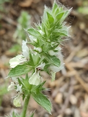 Stachys ocymastrum