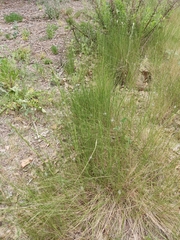 Brachypodium phoenicoides