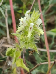 Sideritis romana