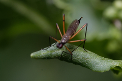 Micropeza corrigiolata