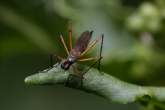 Micropeza corrigiolata