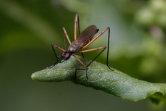 Micropeza corrigiolata