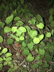 Epimedium × versicolor