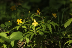 Anemonoides ranunculoides