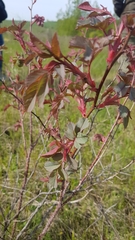 Rosa glauca