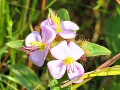 Argyrella phaeotricha