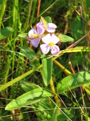 Argyrella phaeotricha