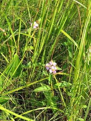 Argyrella phaeotricha