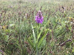 Dactylorhiza × aschersoniana
