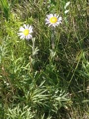 Erigeron peregrinus