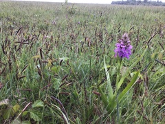 Dactylorhiza × aschersoniana