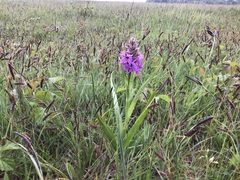 Dactylorhiza × aschersoniana