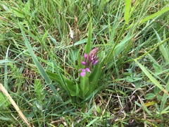 Dactylorhiza × aschersoniana