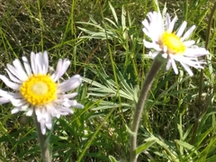 Erigeron peregrinus