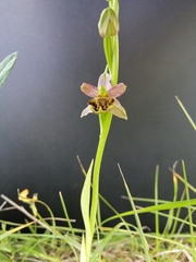 Ophrys apifera botteronii