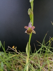Ophrys apifera botteronii