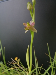 Ophrys apifera botteronii