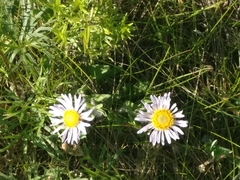 Erigeron peregrinus
