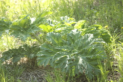 Heracleum sosnowskyi