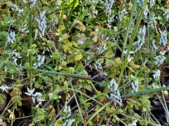 Fumaria capreolata capreolata