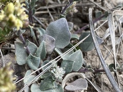 Physaria pruinosa