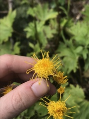 Cacaliopsis nardosmia