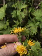 Cacaliopsis nardosmia