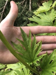 Cacaliopsis nardosmia