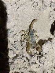 Anuroctonus phaiodactylus