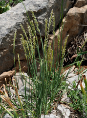 Melica persica