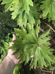 Cacaliopsis nardosmia