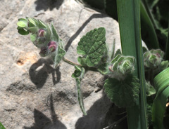 Scutellaria utriculata