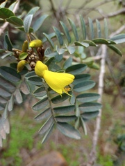 Sophora macrocarpa