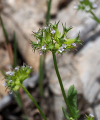 Valerianella dactylophylla