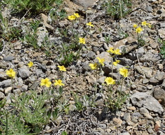 Pseudocistus