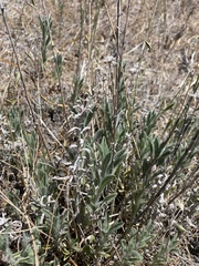 Heterotheca sessiliflora echioides