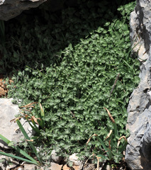 Scutellaria utriculata