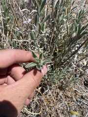Heterotheca sessiliflora echioides