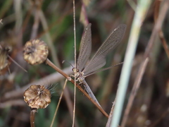 Creoleon lugdunensis