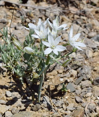Ornithogalum navaschinii