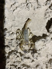Anuroctonus phaiodactylus