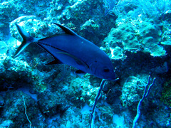 Caranx lugubris