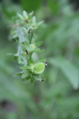 Solenanthus dubius