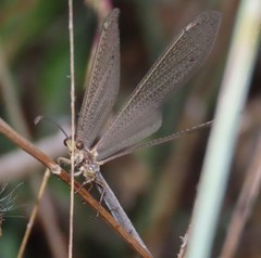 Creoleon lugdunensis