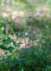 Geranium asiaticum