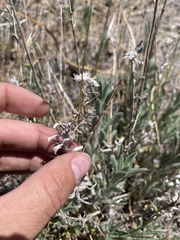 Heterotheca sessiliflora echioides