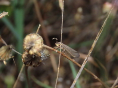 Creoleon lugdunensis