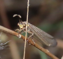 Creoleon lugdunensis