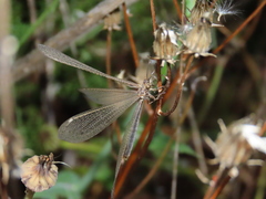 Creoleon lugdunensis