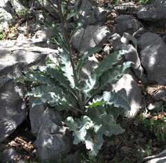 Verbascum qulebicum